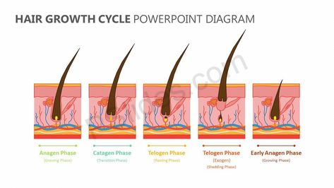 Hair Growth Cycle PowerPoint Diagram Check more at https://pslides.com/templates/hair-growth-cycle-powerpoint-diagram/ Lash Cycle Hair Growth, Hair Growth Cycle Diagram, Hair Diagram, Eyelash Growth Cycle, Powerpoint Timeline, Eyelashes How To Apply, Balanced Scorecard, Lash Tips, Lash Tricks