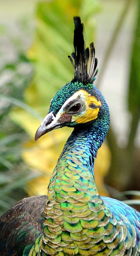 Green Peafowl Green Peafowl, Peacock Aesthetic, Peacock Hd Images, Peacock Feather Photo, Peacock Close Up, Tattoos Outdoors, Peacock Front View, Animals Tattoos, Regard Animal