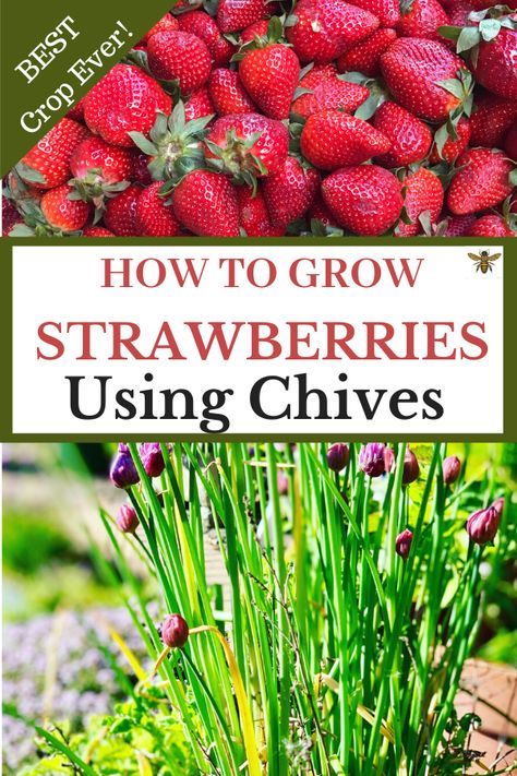 Strawberry Patch Ideas Raised Beds, Strawberry Companion Planting, Strawberry Patch Aesthetic, Berry Patch Layout, Strawberry Patch Ideas, Strawberry Garden Ideas, Strawberries Plant, Strawberry Gardening, Edible Perennials