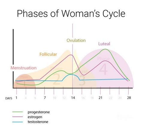 Cycle Hormones, Hormone Cycle, Cycle Synching, Female Cycle, Period Health, Luteal Phase, Eat And Run, Low Estrogen Symptoms, Moon Energy