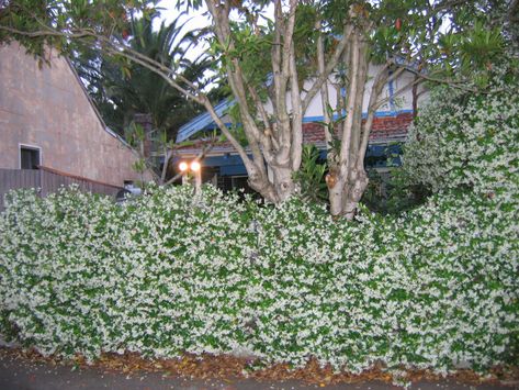 jasmine hedge | Our house smells divine. | nzfishboy | Flickr Jasmine Hedge, House Smells, Our House, Hedges