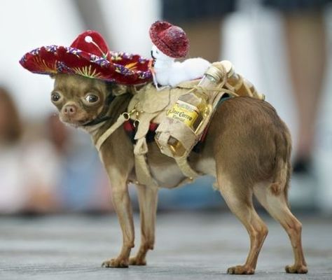 A chihuahua wearing a tiny sombrero and a tiny saddle which is ... Funny Animals With Captions, Chihuahua Funny, Chihuahua Love, Funny Dog Pictures, Chihuahua Dog, Taco Bell, Chihuahua Dogs, Pet Costumes, Beautiful Dogs