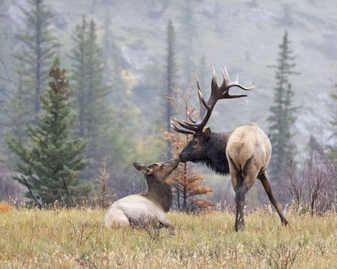 Elk Hunting Colorado, Elk Hunting Tips, Cow Elk, Elk Pictures, Jasper Canada, Elk Hunting Gear, Deer Pictures, Bull Elk, Hunting Humor