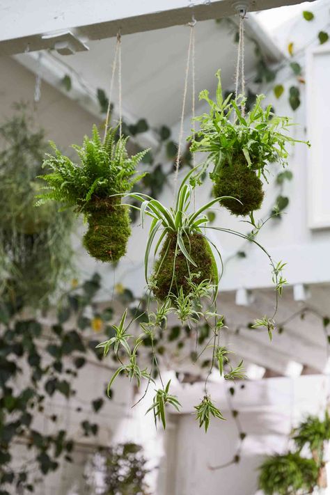 Japanese Kokedama, Houseplants Safe For Cats, Spider Plant Care, Airplane Plant, Plant Styling, Trendy Plants, Plant Care Houseplant, Spider Plant, Growing Greens