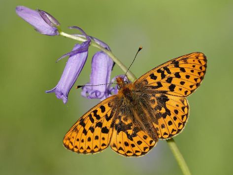 Pearl-bordered Fritillary | Butterfly Conservation Fritillary Butterfly, Violet Plant, Butterfly Species, British Wildlife, Butterfly Fairy, Dry Leaf, Wildlife Nature, Forest Fairy, Single Flower