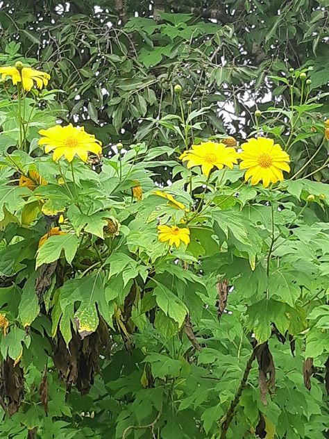 Mexican sunflower in a gorgeous yellow color Mexican Sunflower, Future Farms, Inspiring Photos, Sunflower Yellow, Money Ideas, Painting Projects, Yellow Color, Photo Inspiration, Sunflower