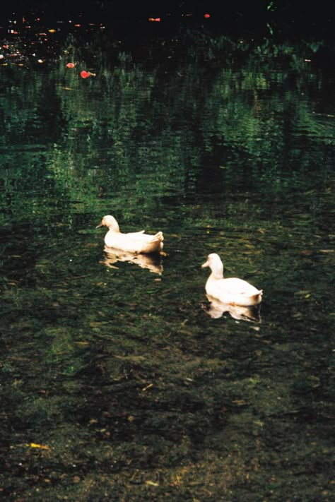 Vintage Nature Photos, Animal Film Photography, Lake Film Photography, Vintage Film Photography Wallpaper, Spring Film Photography, Film Photography Outdoors, Garden Film Photography, Duck Pond Aesthetic, Kodak Film Aesthetic