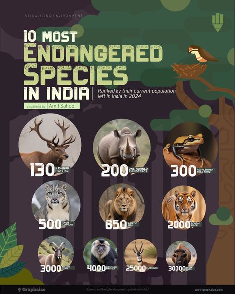 10 Most Endangered Species in India, ranked by their current population left in India in 2024 Wildlife Infographic, Endangered Species Project, Vintage National Park Posters, Project Tiger, Save Wildlife, Explainer Video, National Park Posters, Endangered Species, The Tiger