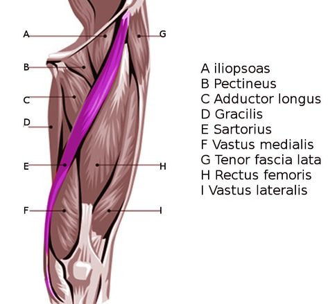 [Figure, Sartorius leg muscle. Image courtesy S Bhimji MD] - StatPearls - NCBI Bookshelf Sartorius Muscle, Hip Anatomy, Fascia Lata, Leg Muscle, Lower Limb, Muscle Anatomy, Naturopathy, Hip Pain, Leg Muscles