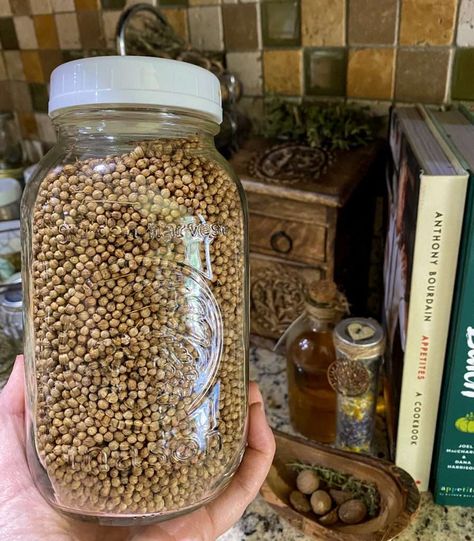 Holding a jar of coriander seed harvested from the garden Zone 7 Garden, Grow Cilantro, Cilantro Plant, Spice Collection, Cilantro Seeds, Growing Cilantro, Coriander Seed, Sage Garden, Avocado Plant