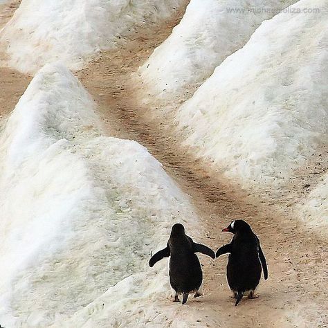 Antartica Two Penguins, Penguin Love, Appaloosa, Cute Critters, Quarter Horse, Animal Pics, Animal Friends, Amazing Animals, Birds Of A Feather