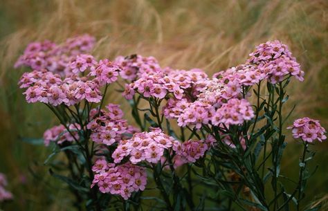 Native to Siberia, Achillea sibirica subsp. camschatica 'Love Parade' (Yarrow) is an upright, tufted, perennial with large umbels of soft pink flowers with pale yellow stamens from early summer to early fall. Attractive to butterflies, the charming blossoms rise atop an equally attractive foliage of bright green, almost shiny, leathery, dark green, lance-shaped leaves. Good-looking, compact, bushy and heat loving, this eye-catching beauty enlivens any sunny corner of the garden. Love Parade, Herbaceous Border, Best Perennials, Coastal Gardens, Attracting Bees, Plant Combinations, Buy Plants, Growing Seeds, Dried Floral