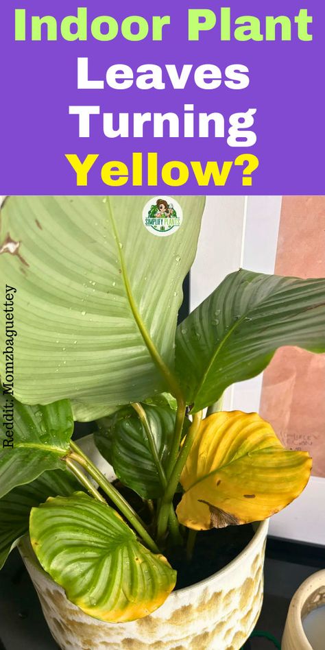 Yellow Plant Leaves, Wondering Jew Plant, Pothos Leaves Turning Yellow, Yellow Leaves On Plants, Plant Deficiencies, Wondering Jew, Orchid Leaves Turning Yellow, Plant Leaves Turning Yellow, Houseplant Care