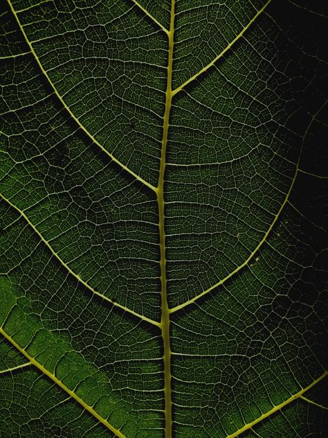 Leaf Close Up Texture, Plant Texture, Plant Logos, Green Texture, Plant Aesthetic, Leaf Logo, Fruit Plants, Corporate Branding, Natural Forms