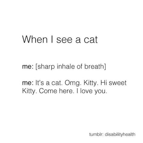 New Cat, L Love You, Kitty Kitty, Cat Quotes, I Can Relate, Just Girly Things, Crazy Cat Lady, Me When, Animal Memes