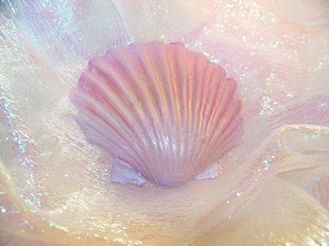 Scallop shell No Ordinary Girl, Coconut Dream, Mermaid Aesthetic, Mermaid Dreams, Pink Mermaid, Malibu Barbie, All I Ever Wanted, Beach Babe, Aphrodite