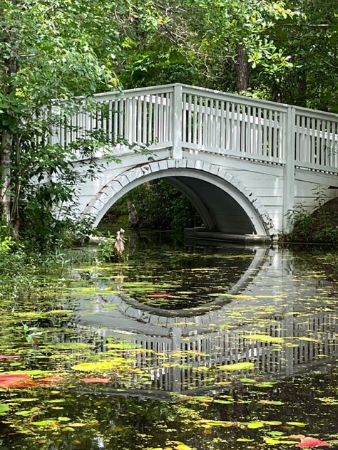 Beautiful Cypress Gardens, where the Notebook was filmed. Cypress Gardens Sc, Cypress Gardens, The Notebook, Senior Pics, Travel Poster, Senior Pictures, Travel Posters, South Carolina, Wedding Venues