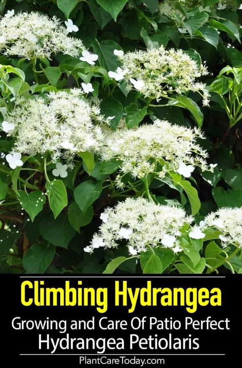 Climbing Hydrangeas (Hydrangea petiolaris) a woody, vine species characterized by dark bark, slow growth rate for the first few years. [CARE DETAILS] Plant Hydrangeas In Ground, Growing Hydrangeas From Clippings, Climbing Hydrangeas, Climbing Hydrangea Vine, Endless Summer Hydrangea Care, Hydrangea Vine, Hydrangea Grandiflora, Plant Library, Gardening Tricks