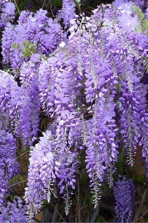 Wisteria Flower Aesthetic, Aesthetic Wisteria, Wisteria Aesthetic, Vanessa Butterfly, Wisteria Amethyst Falls, Veronica And Vanessa, Poses Nature, Small Widget, Flower Aesthetics