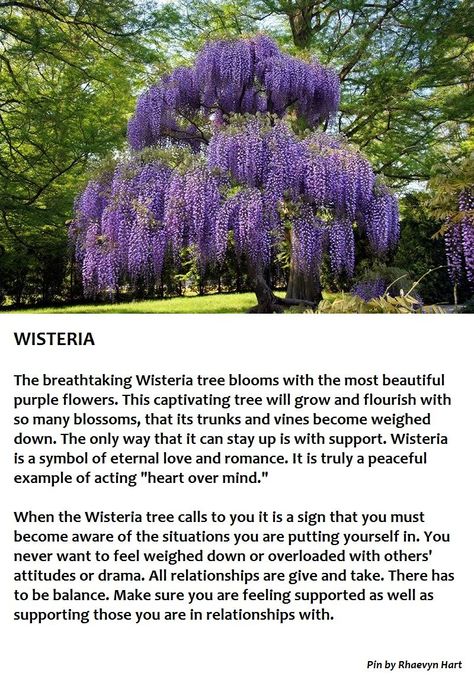 Wisteria Flower Meaning, Wisteria Meaning, Wisteria Trees, Tree Meanings, Tree Support, Wisteria Tree, Flower Meanings, Herbal Magic, Pretty Plants