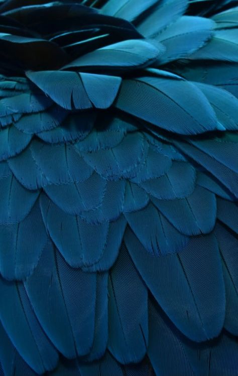 Top-Farbtrends 2015 – Shutterstock Macaw Feathers, Blue Macaw, Blue Texture, School Photography, Color Balance, Beautiful Nature Wallpaper, Patterns In Nature, Character Aesthetic, Color Textures