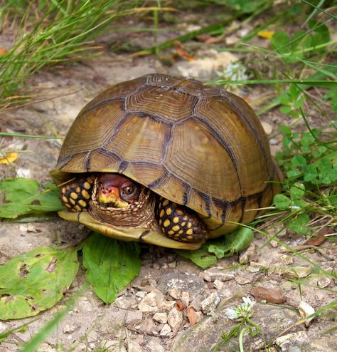 Three-toed Box Turtle | Project Noah Turtle Painted Rocks, Eastern Box Turtle, Turtle Care, Turtle Rock, Turtle Habitat, Box Turtle, Cute Turtle, Tortoise Turtle, Terrapin