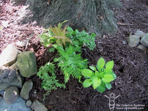 Shade Loving Plants for the Fairy Garden Shade Fairy Garden, Shade Loving Plants, Fairy Garden Flowers, Garden Shade, Fairy Garden Plants, Garden Flower Beds, Shade Perennials, Plants Garden, Shade Plants