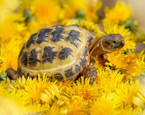 Russian Turtle, Russian Tortoise Care, Pixie Sticks, Russian Tortoise, Tortoise Care, Bearded Dragon Cute, Class Pet, Fuzzy Wuzzy, Baby Fat