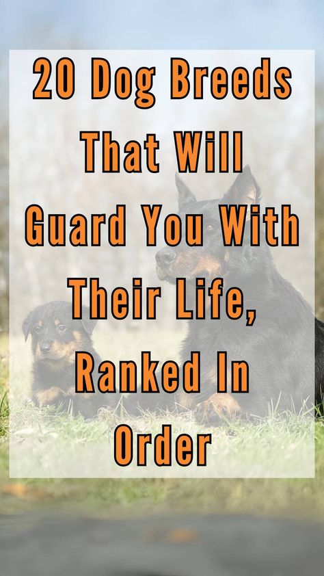 Here are the dog breeds you can depend on when you need it the most. These breeds are truly, man's best friend. Ranch Dogs Breeds, Best Guard Dog Breeds, Protective Dog Breeds, Types Of Dogs Breeds, Behavior Tips, Hunting Dogs Breeds, Guard Dog Breeds, Hound Dog Breeds, Smartest Dog Breeds