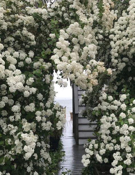 constanceelena: Path to the sea, spirea archway Provincetown bay Highgrove Garden, Bridal Wreath Spirea, White Flower Arrangements, Climbing Hydrangea, Bridal Wreath, Rustic Planters, Meadow Garden, Bloom Baby, Moon Garden