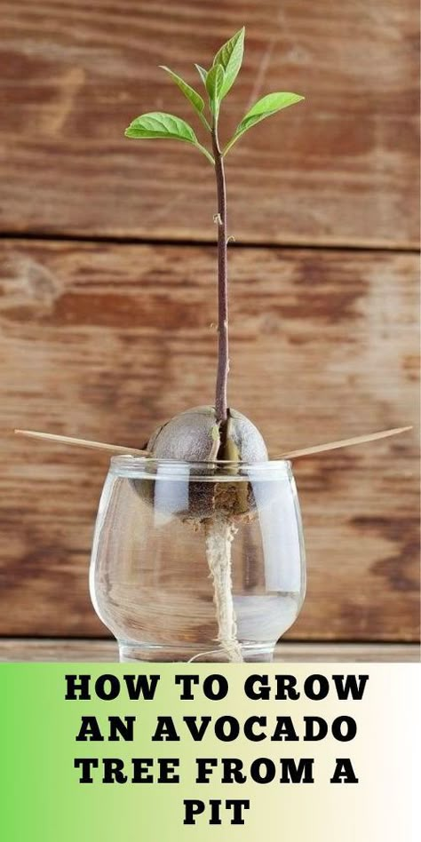 How To Plant An Avocado Pit, Plant Avocado Pit, Rooting Avocado Pits, How To Start An Avocado Plant From Seed, Avocado Seed In Water, Growing Avocado From Pit Indoors, How To Plant A Avacodo Seed, How To Plant Avocado Tree, Indoor Fruit Trees Houseplant