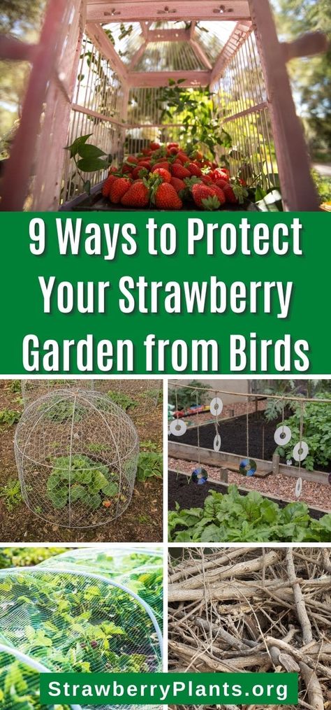 Easy and mostly diy ways to protect your delicious strawberries from birds. Anyone can do these tricks and have more strawberries. Garden Cages Vegetable, Bird Protection Garden, Diy Strawberry Patch, How To Protect Strawberry Plants, Strawberry Protection From Birds, How To Protect Strawberries From Birds, Protect Strawberries From Birds, Protecting Strawberry Plants From Birds, Strawberry Beds Ideas Diy