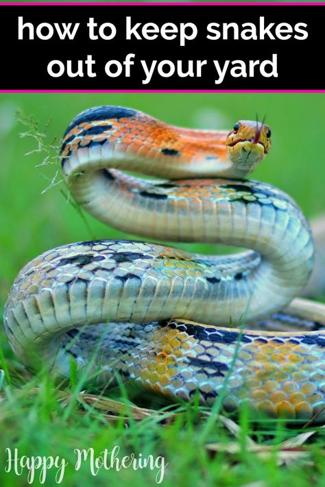 Are you tired of seeing snakes slithering their way through your garden, or worse yet, into your yard? If so, then you need to learn how to repel snakes and keep them away from your outdoor living space. In this guide, you will find the best tips and techniques on how to safely and effectively repel snakes from your property, so you can reclaim your yard and feel safe in your outdoor space once more. #snakes #yardwork #outdoorsafety Snake Repellant, Garden Snakes, Homesteading Diy, Yard And Garden, Hiding Spots, Better Homes And Garden, Water Sources, Gardening Advice, Nature Play