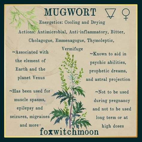 Herbs For Illness, Mugwort Witchcraft Uses, Morning Glory Magical Properties, Woodworm Herb, Burning Mugwort Benefits, Mugwort Tea Recipe, Herbs For Astral Projection, Mugwort Magical Properties, Mugwort Tea Benefits