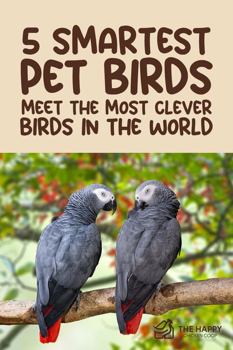 Some pet birds can speak, create, and utilize tools to run their errands efficiently. Whether you’re looking for a smart avian pet or just interested in the things these mighty birds are capable of doing, check our FULL LIST of most intelligent birds! Bird Avery, Best Pet Birds, Sunny Boy, Pet Birds Parrots, Parrot Training, Animals Information, Amazon Parrot, Pet Tips, Grey Parrot