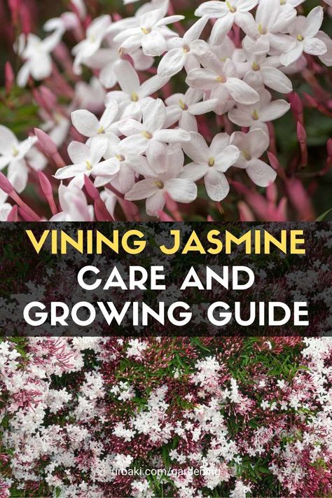 Pink Jasmine Plant, Pink Jasmine Vine, Rainwater Collection System, Garden Spiral, Clover Lawn, Garden Wildflowers, Wild Jasmine, Jasmine Vine, Memory Garden