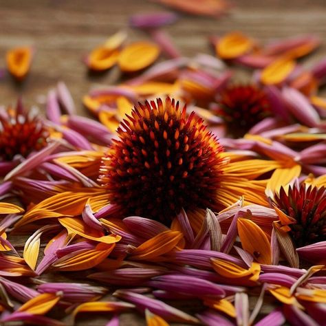 Get your garden thriving with our guide to harvesting coneflower seeds. Learn the best time to plant and how to store your seeds for winter. Coneflower Seeds, Harvesting Sunflower Seeds, Harvest Corn, Corn Flower, Indoor Flowering Plants, Crop Rotation, Large Tray, How To Store, Companion Planting