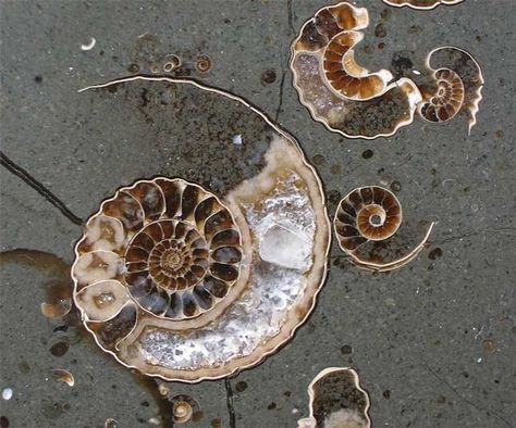 Spirals In Nature, Fantastic Mr Fox, Mr Fox, Back To Nature, Peta, Mother Nature, Swirl, Shells, Art