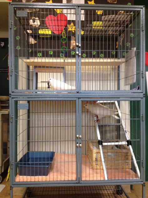 How to Choose a Cage for Pigeons or Doves - Diy Pigeon Cage, Pigeon Cage, Pet Pigeon, Diy Bird Cage, Homing Pigeons, Pigeon Loft, Pigeon Breeds, Dove Pigeon, Animal Cage