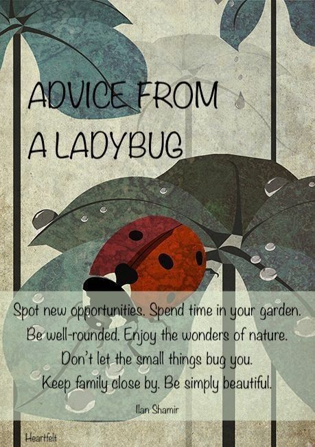 Happy Life Quotes To Live By, Ladybug Quotes, Inspirational Animal Quotes, Top Motivational Quotes, Beautiful Morning Quotes, Inspirtional Quotes, Uplifting Thoughts, Happy Life Quotes, Inspirational Words Of Wisdom