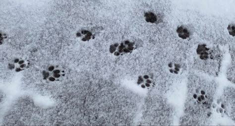 Snowy Discord Banner, Snow Header, Wolf Banner, Snow Banner, Winter Banner, Ig Pfps, Cute Banners, Twitter Banner, Grey Dog