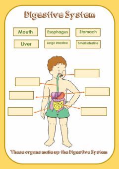 Digestive System Label Language: English Grade/level: 2nd grade School subject: Science Main content: Digestive system Other contents: Digestive System Activities, Digestive System For Kids, Digestive System Worksheet, Human Body Worksheets, Science Week, Biology Classroom, Biology Facts, Food Pyramid, Reasoning Skills