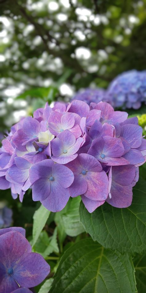 Flower Hydrangea, Hydrangeas Art, Pink Flowers Wallpaper, Beautiful Flowers Photography, Cute Flower Wallpapers, Hydrangea Flower, Bougainvillea, Flower Beauty, Fruit Trees