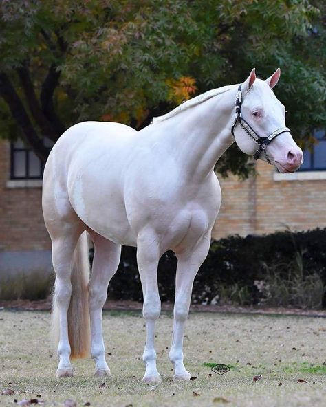 Dirty Callahan #lopinslowandpretty  I know I've posted him a bunch, but look at him. Aqha Horses, Horse Herd, American Paint Horse, Beautiful Horse Pictures, American Quarter Horse, Quarter Horses, Majestic Horse, All The Pretty Horses, Rare Animals