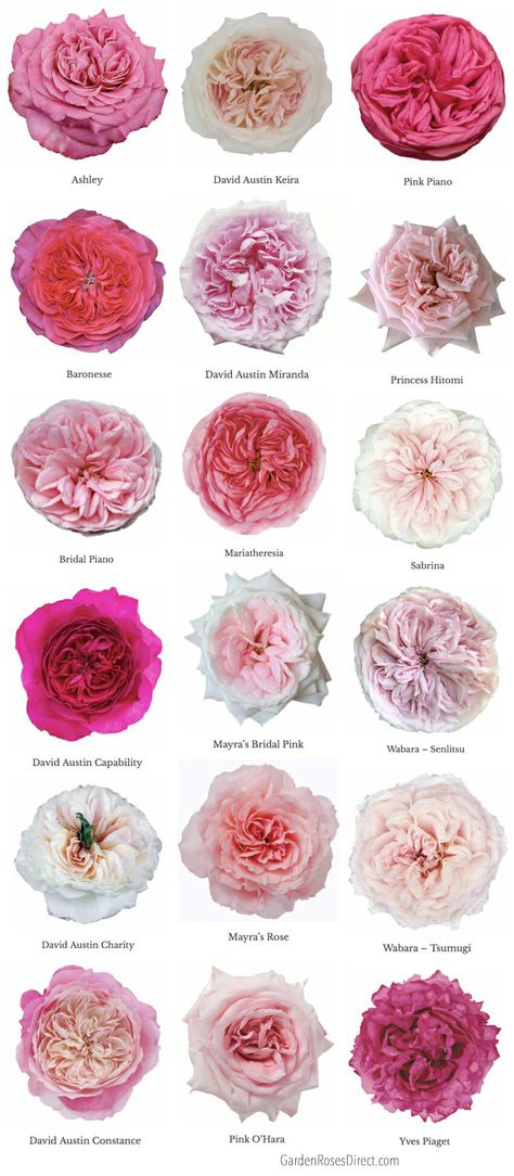 Varieties of Pink Garden Roses - Garden Roses Direct Wedding Flower Types, Garden Rose Bouquet, Diy Fleur, Love Rose Flower, Different Types Of Flowers, Pink Rose Bouquet, Rose Varieties, Flower Guide, Types Of Roses