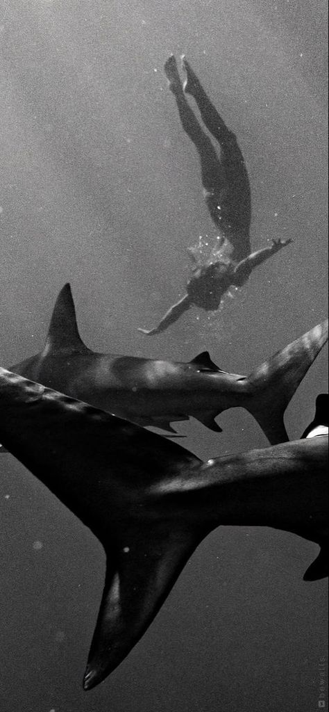 Shark Pictures, Shark Gifts, Photographie Portrait Inspiration, Image Nature, Ocean Vibes, Black And White Aesthetic, Jolie Photo, Ocean Life, Doberman