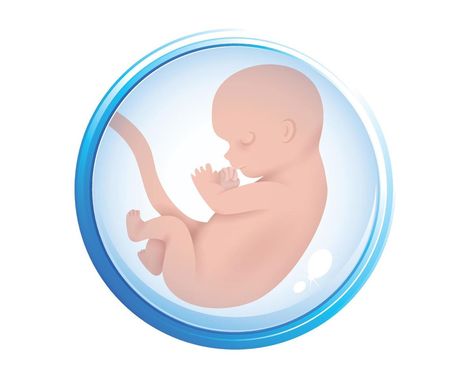 Human embryo in the womb. Embryo icon in amniotic fluid. Isolated on a white background. copy space. Vector illustration Human Embryo, Amniotic Fluid, Space Vector, A White Background, Art Girl, Vector Art, White Background, Vector Free, Vector Illustration