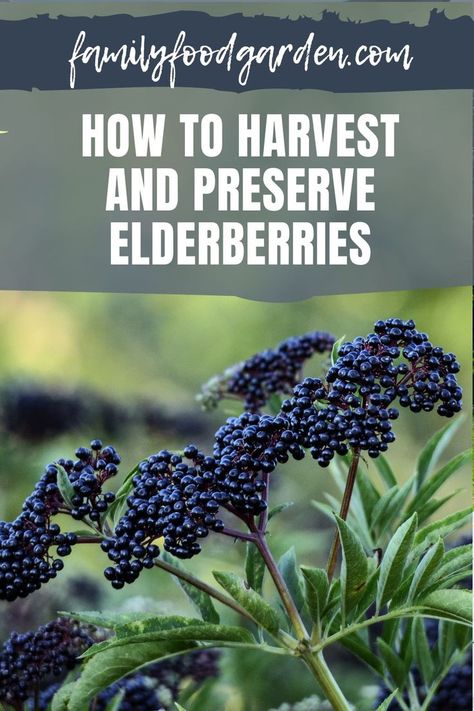 How To Harvest Elderberries, How To Process Elderberries, Harvesting Elderberries, Tennessee Gardening, Elderberry Cuttings, Elderberry Growing, Store Veggies, Elderberry Shrub, Medicinal Herbs Remedies