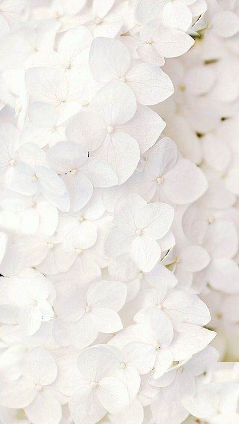 White Lilacs, Frühling Wallpaper, Garden Wallpaper, Whatsapp Wallpaper, Nourish Your Body, Wallpapers Iphone, White Hydrangea, Social Media Templates, Iphone Background Wallpaper