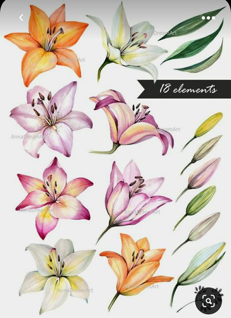 Rose Flowers Drawing, Flowers Elements, Lillies Tattoo, Lily Tattoo Design, Lilies Drawing, Lily Flower Tattoos, Lily Design, Leaves Png, Lilly Flower